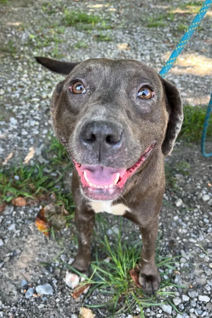 A young large-sized female Mixed Breed dog named Midnight for adoption in Lawrenceburg, TN