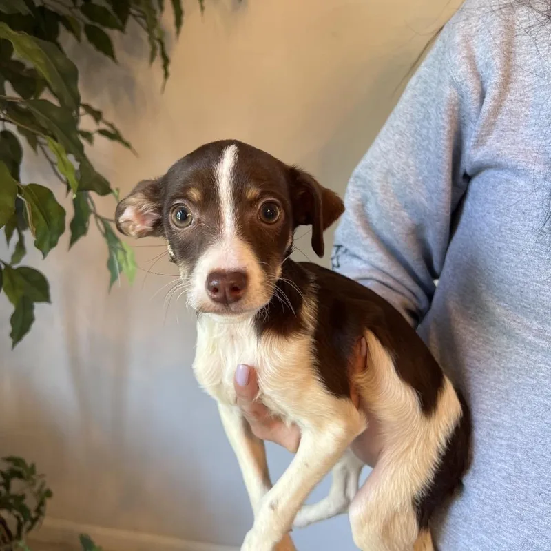 Josephine thumbnail 2