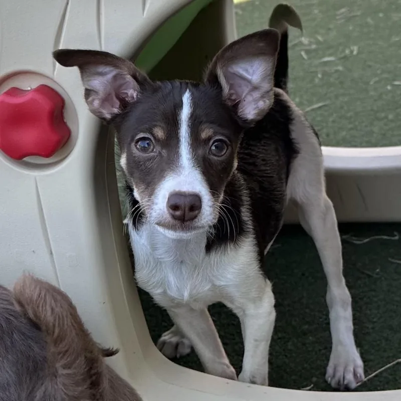 Josephine thumbnail 3