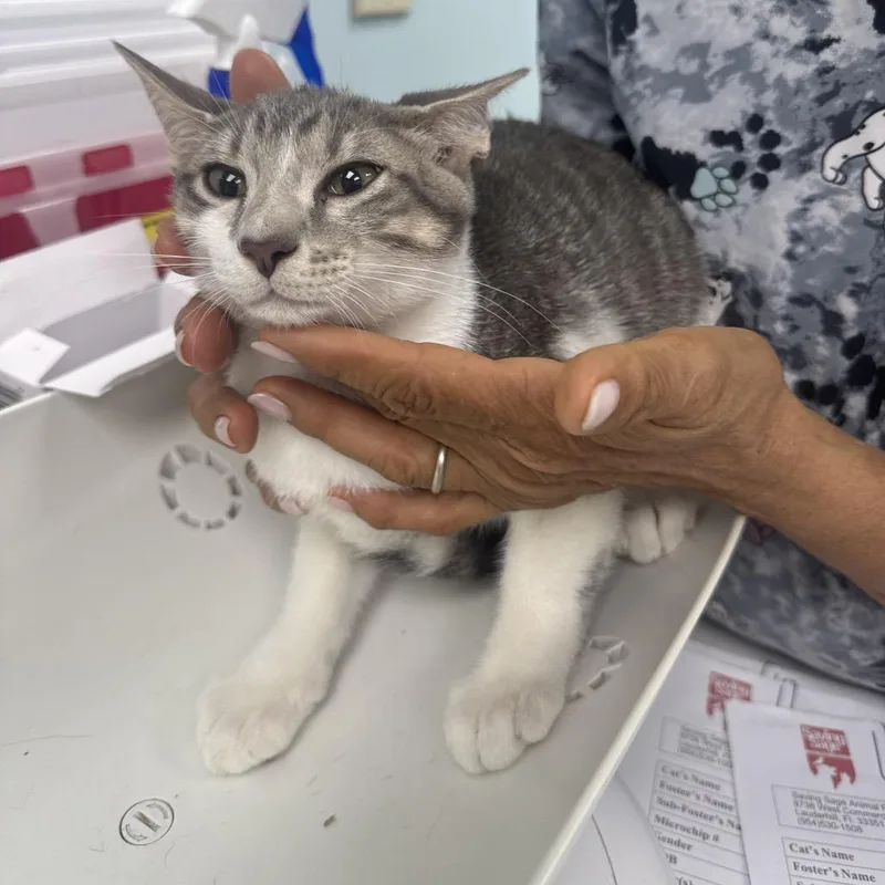 A baby medium-sized male Gray / Blue / Silver Domestic Short Hair cat named Cookie for adoption in Hamburg, NY