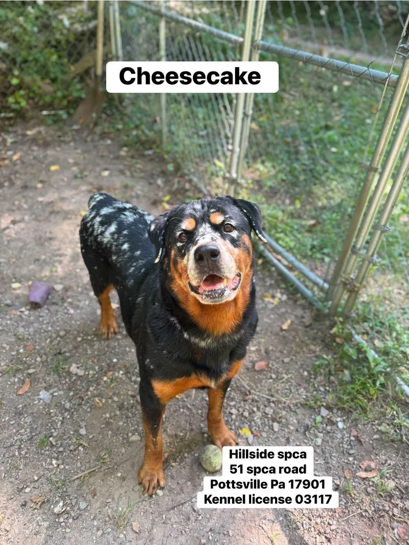 An adult large-sized female Bicolor Rottweiler dog named Cheesecake for adoption in Pottsville, PA