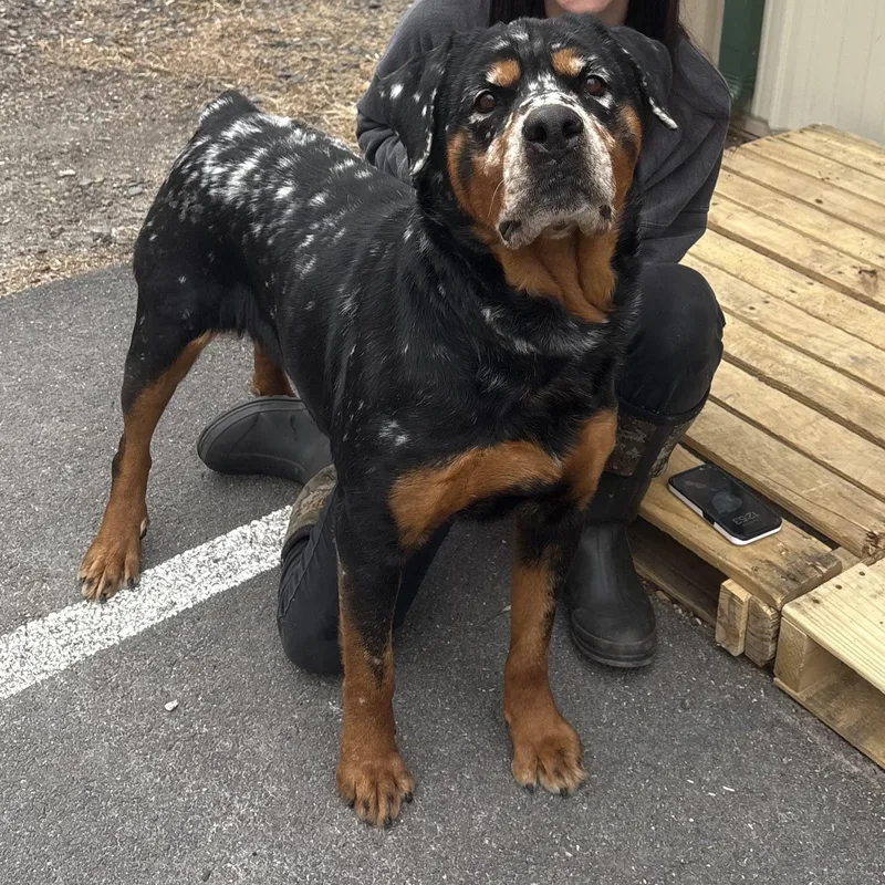 Cheesecake thumbnail 2