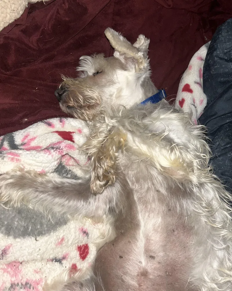 A senior small-sized male White / Cream Miniature Schnauzer dog named Toby for adoption in Oak Ridge, NJ