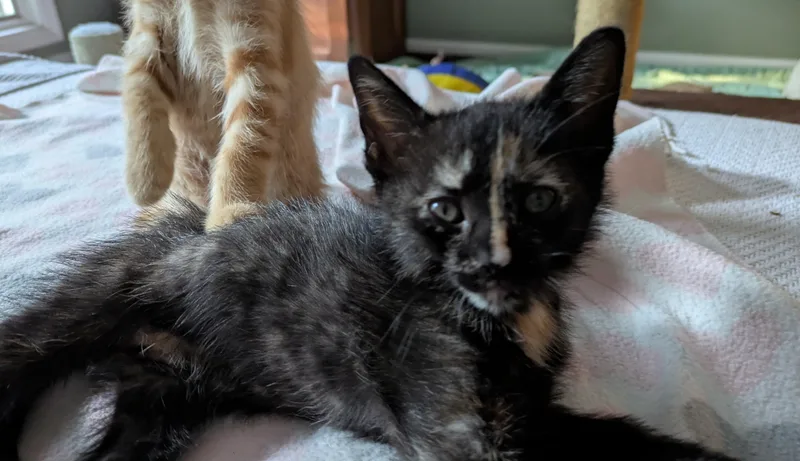 A young medium-sized female Tortoiseshell Domestic Short Hair cat named Ivy for adoption in Marietta, GA