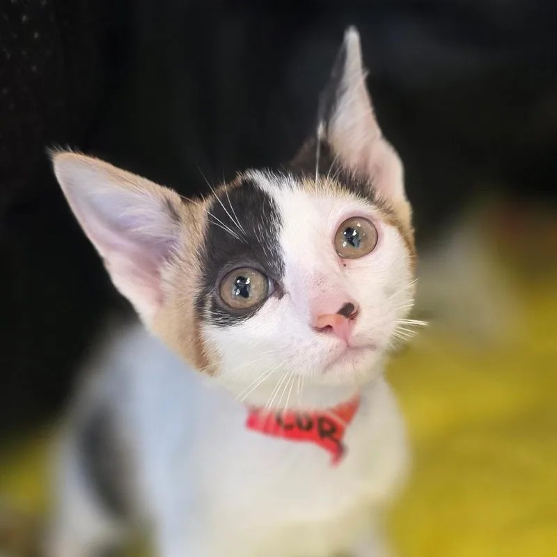 A baby small-sized female Calico Domestic Short Hair cat named Popcorn for adoption in Huntsville, AL