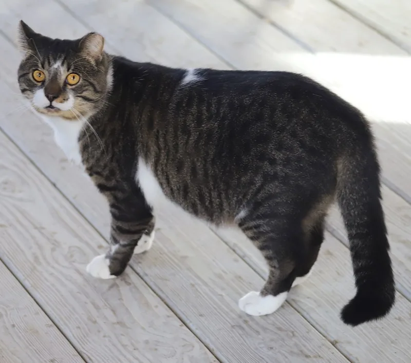 A young medium-sized male Domestic Short Hair cat named Maxwell for adoption in North Fort Myers, FL