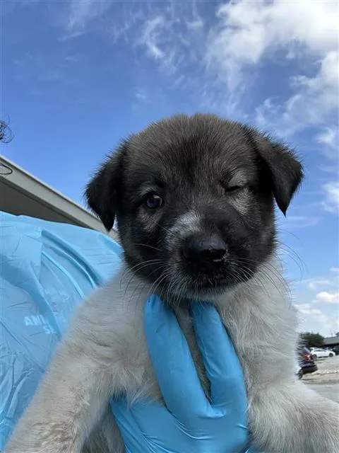 A baby small-sized female Shepherd dog named Panda for adoption in San Antonio, TX