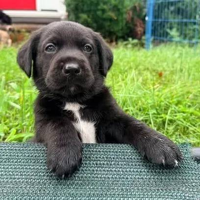 A baby medium-sized male Black Basset Hound dog named McNugget for adoption in Fairfax, VA