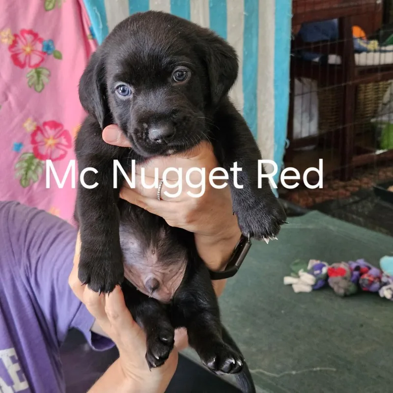 McNugget thumbnail 3
