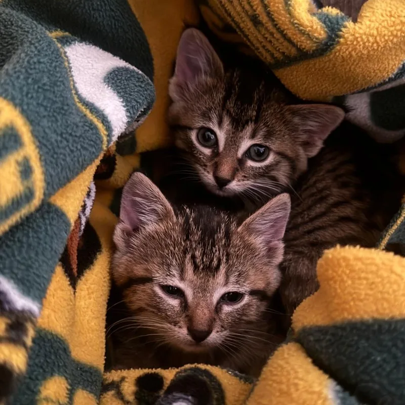 A baby small-sized female Brown / Chocolate Domestic Short Hair cat named Pearl for adoption in Rochester, MN