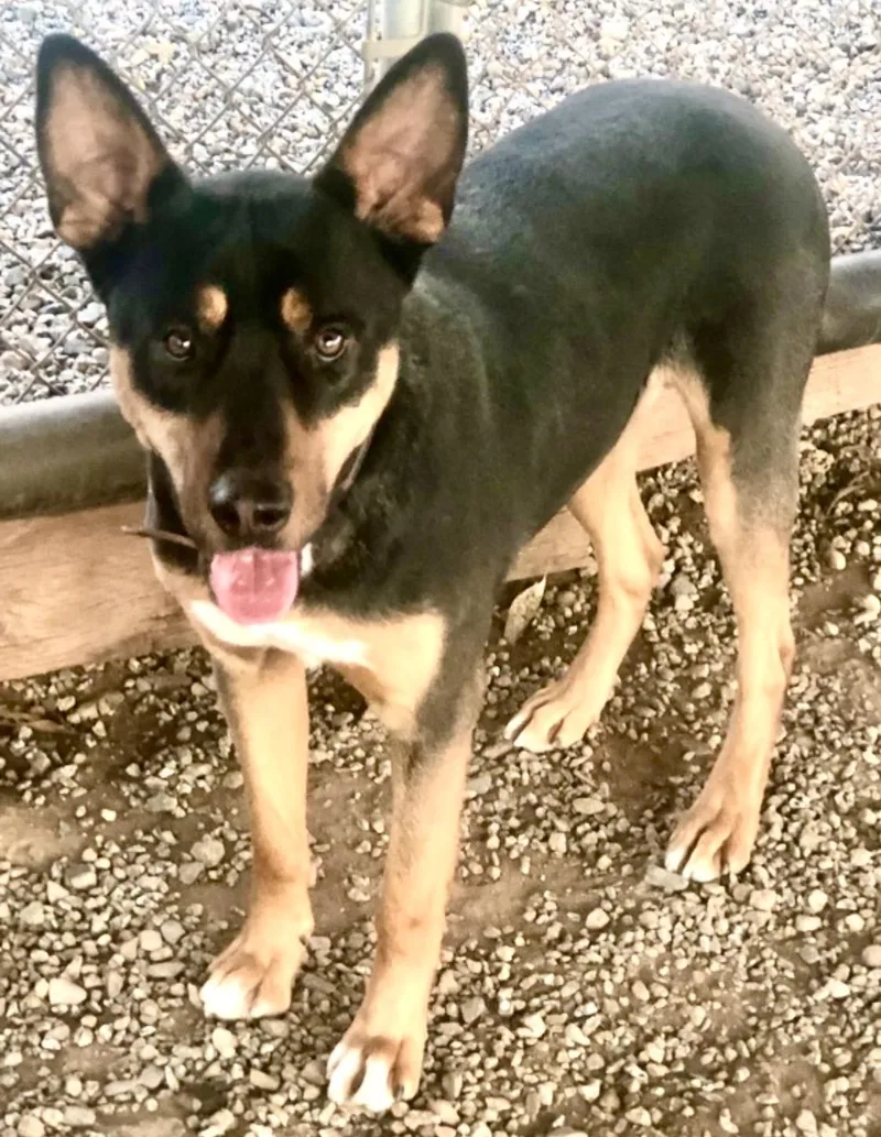 An adult medium-sized male Australian Cattle Dog / Blue Heeler dog named Baxter for adoption in Manhattan Beach, CA