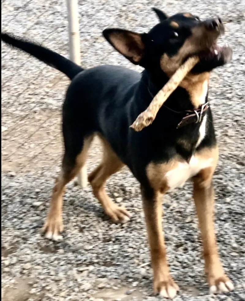 Baxter thumbnail 5