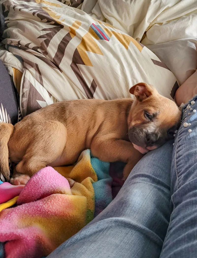 A baby medium-sized female Terrier dog named DREAM Needs a for adoption in Birmingham, MI
