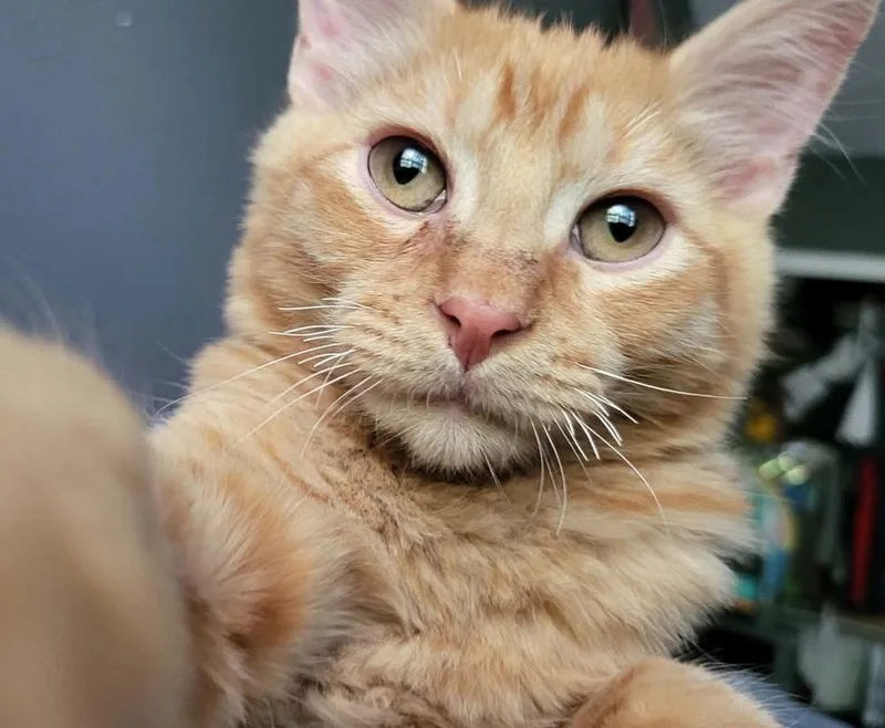 A baby medium-sized male Tabby (Orange / Red) Domestic Short Hair cat named Owen for adoption in Sedalia, CO