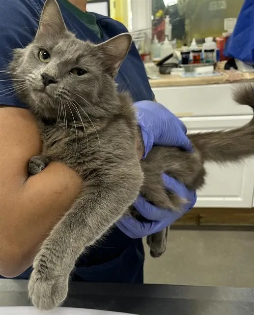 A young medium-sized male Domestic Medium Hair cat named Darren for adoption in Upper Marlboro, MD