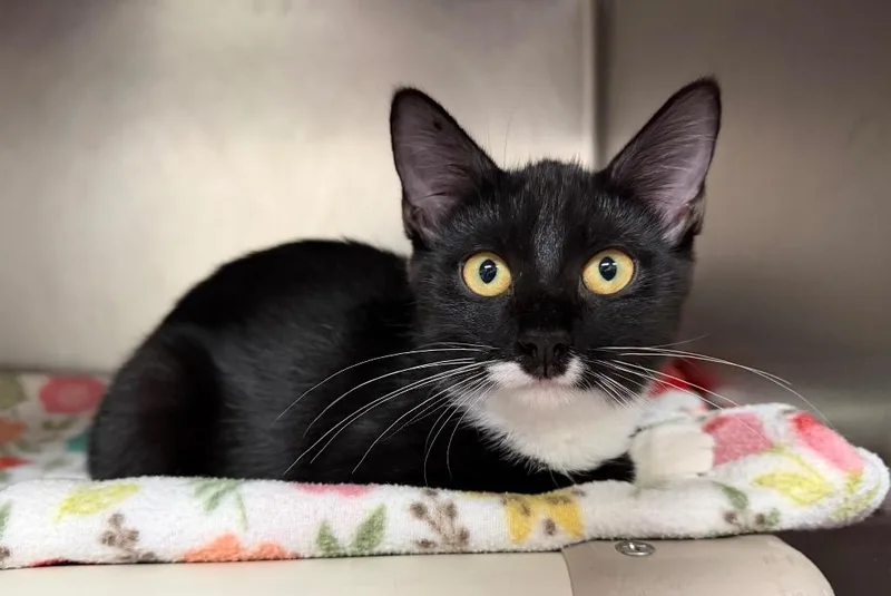 A baby medium-sized female Domestic Short Hair cat named SimCity for adoption in Cincinnati, OH