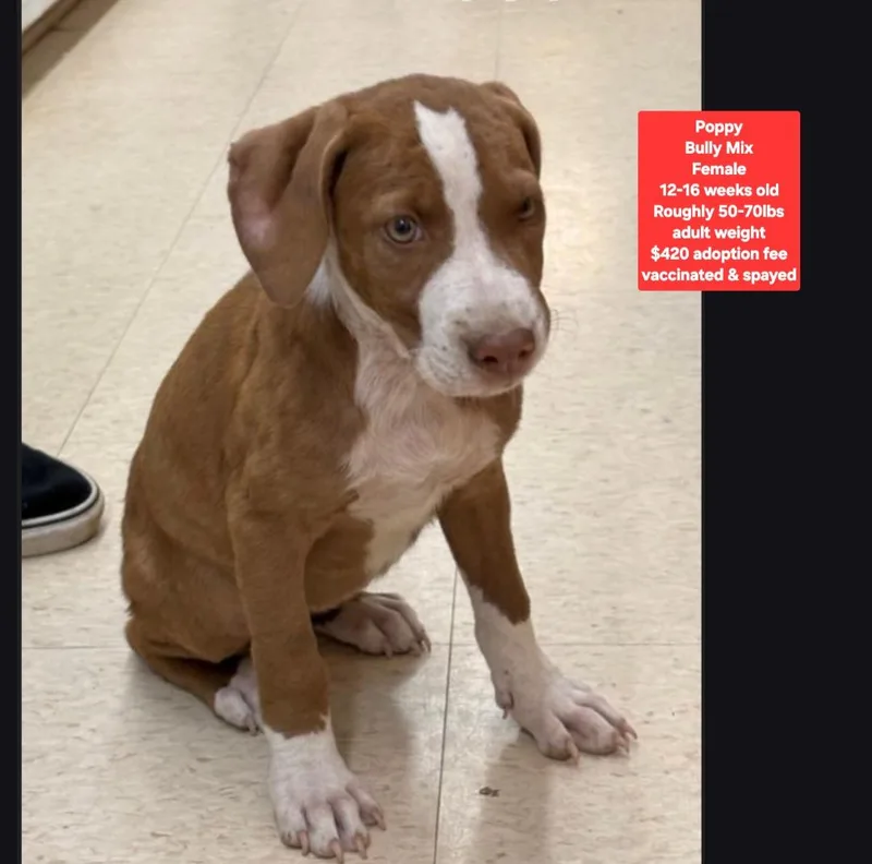 A baby large-sized female American Bully dog named Poppy for adoption in Oviedo, FL