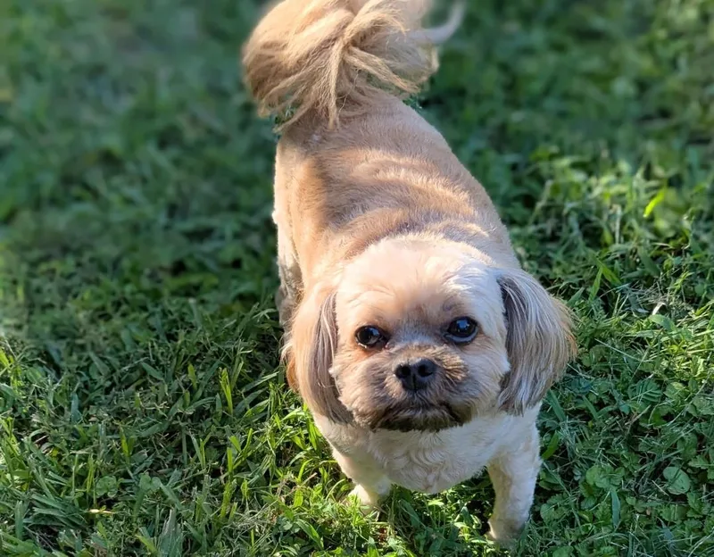 An adult small-sized male Pekingese dog named Gizmo for adoption in Spring, TX
