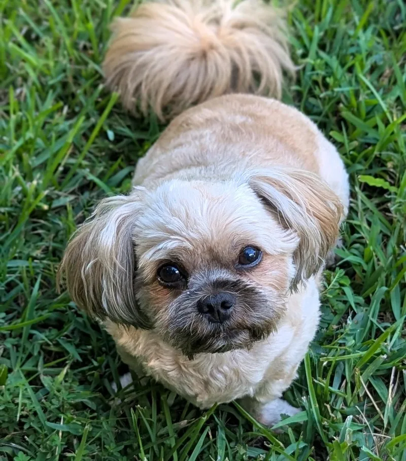 Gizmo thumbnail 3