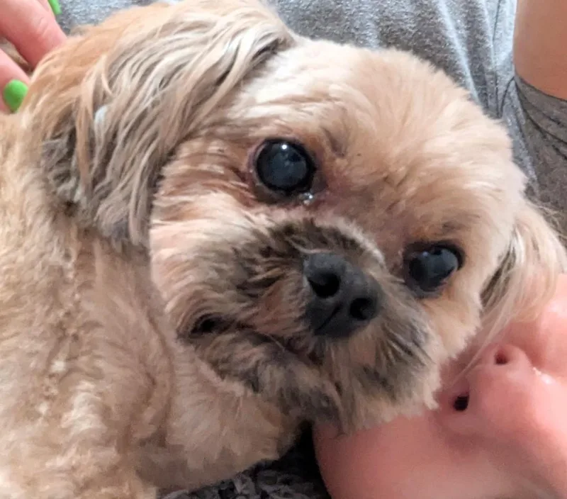 Gizmo thumbnail 4