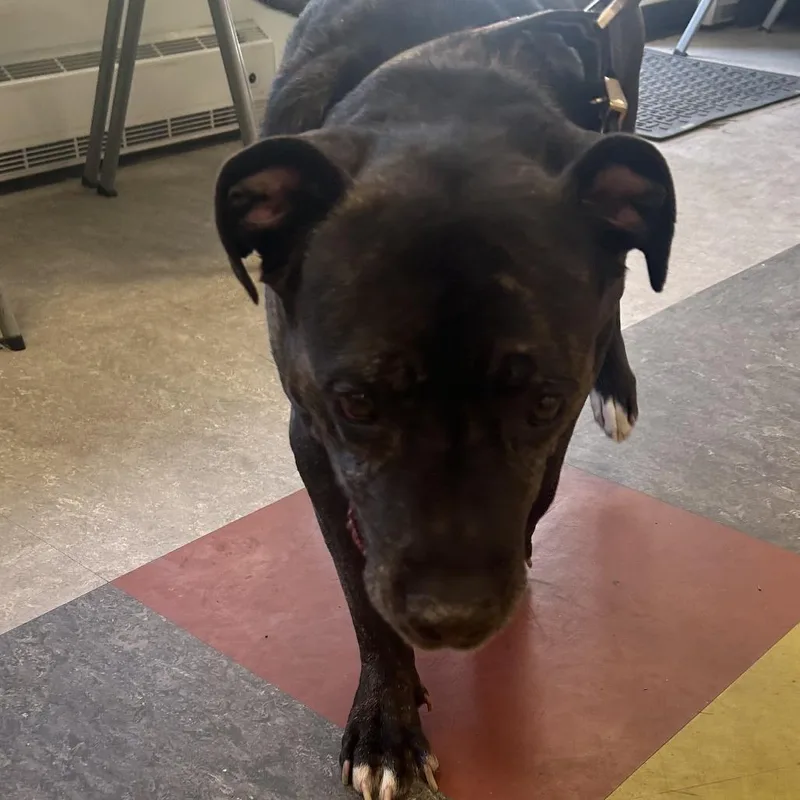 A senior large-sized male Brindle Mixed Breed dog named Dru for adoption in Philadelphia, PA