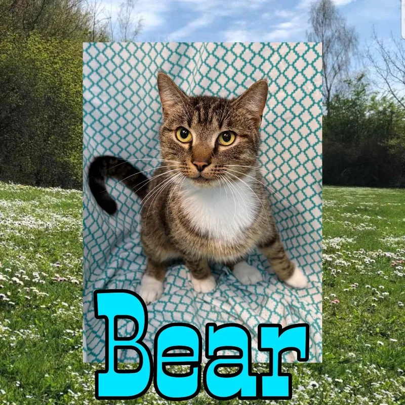 Bear