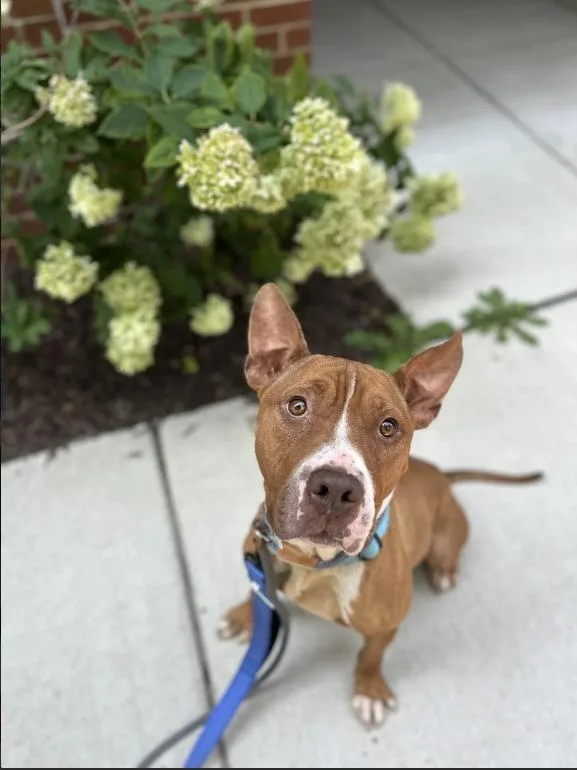 An adult medium-sized male Pit Bull Terrier dog named Wallace for adoption in Chicago, IL