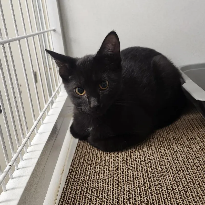 A baby small-sized female Black Domestic Short Hair cat named Honey for adoption in Colorado Springs, CO