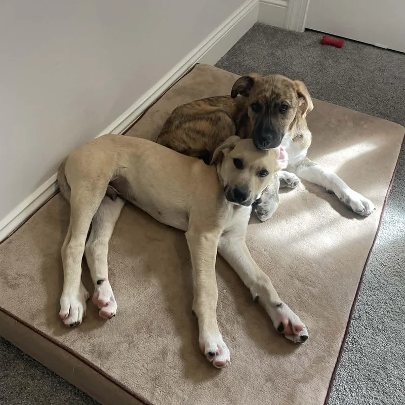 Moose And Boots thumbnail 2