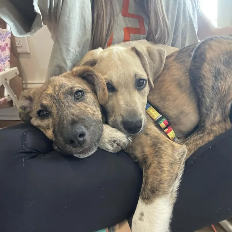 Moose And Boots thumbnail 3