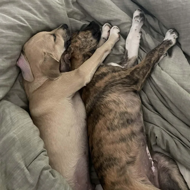 Moose And Boots thumbnail 4