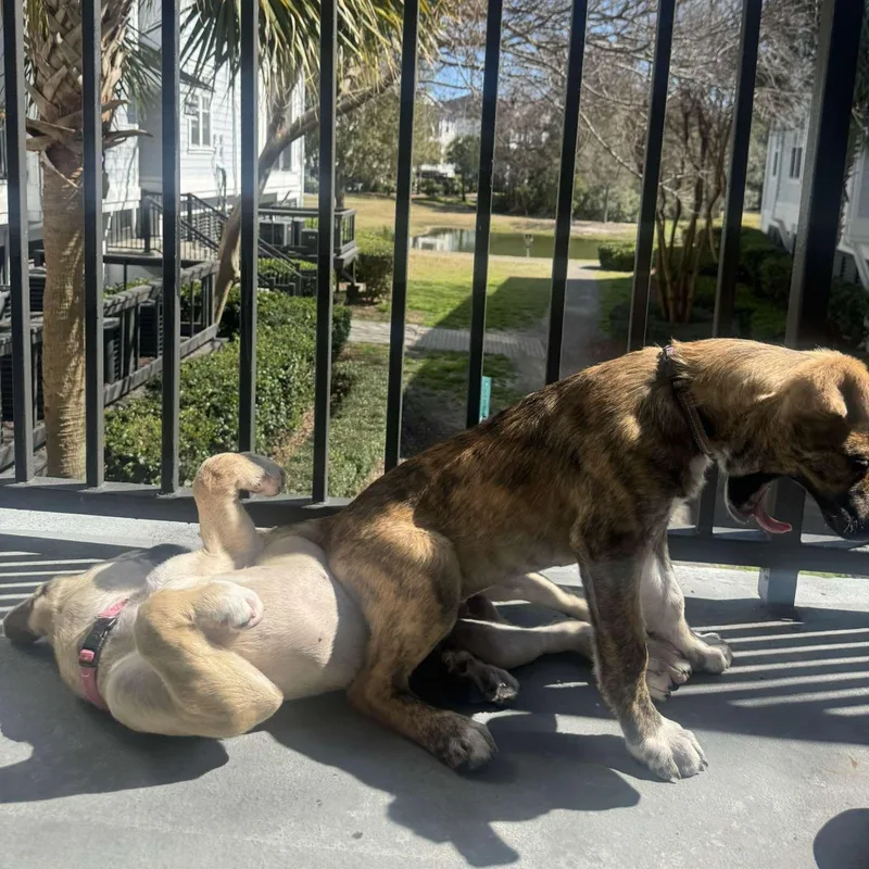 Moose And Boots thumbnail 5