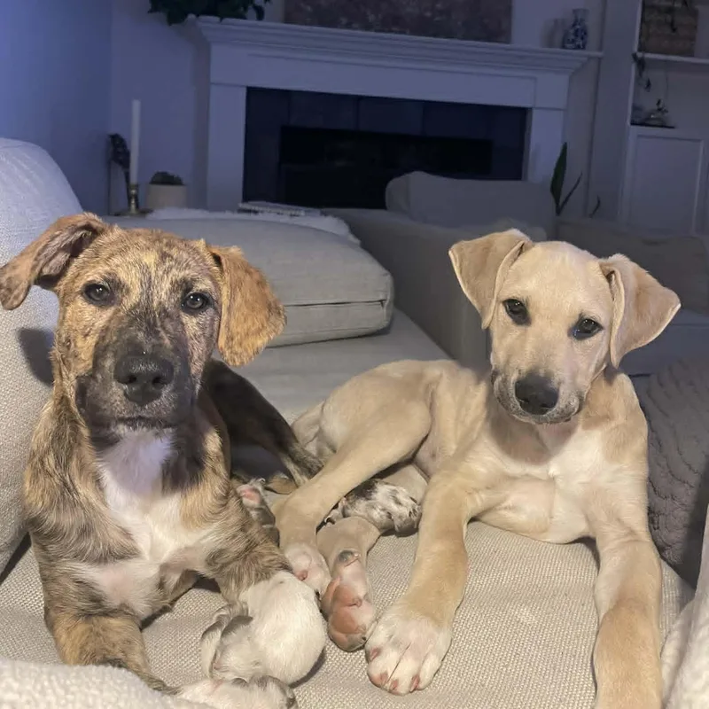 Moose And Boots thumbnail 6