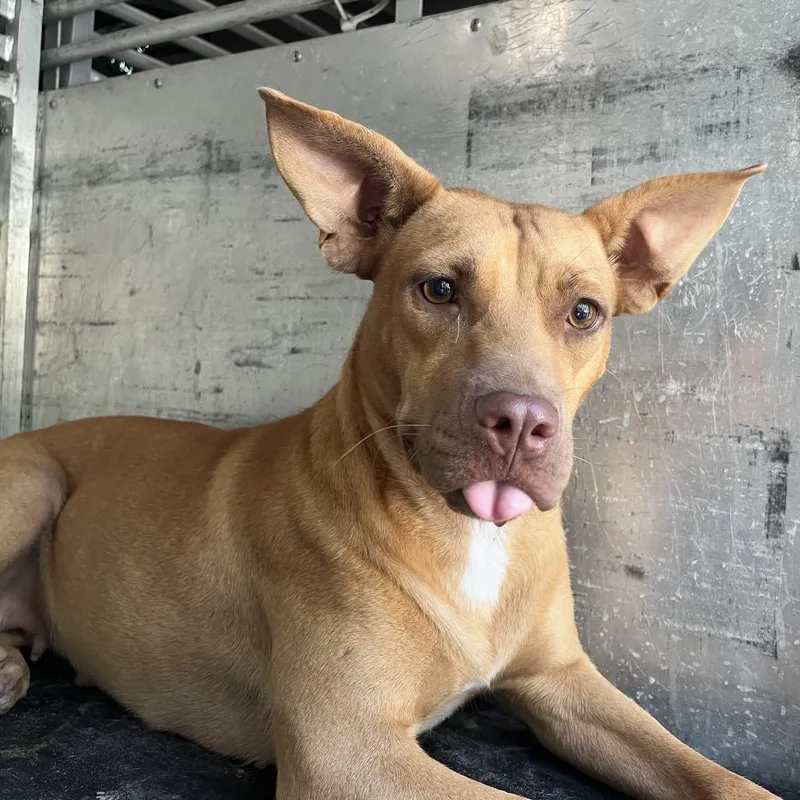 An adult medium-sized female Brown / Chocolate Pit Bull Terrier dog named Laika for adoption in Edinburg, TX