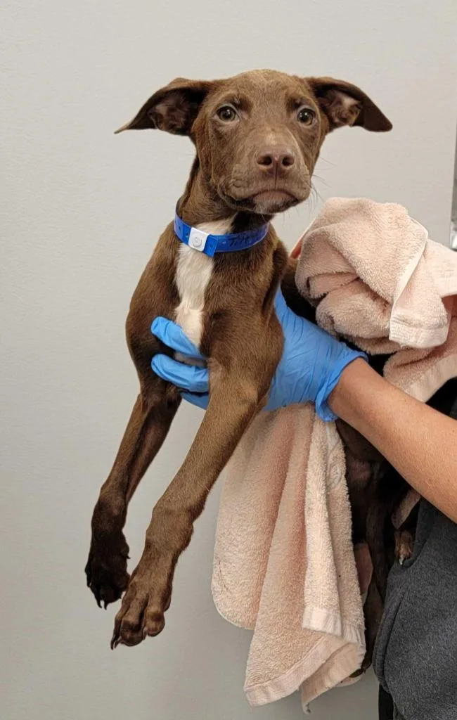 A baby medium-sized male Mixed Breed dog named TiltAWhirl for adoption in Chillicothe, OH