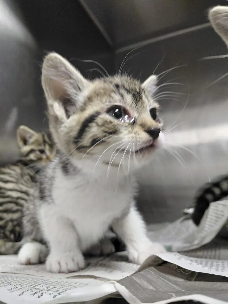 A baby small-sized male Domestic Short Hair cat named Iceman for adoption in Henderson, NC