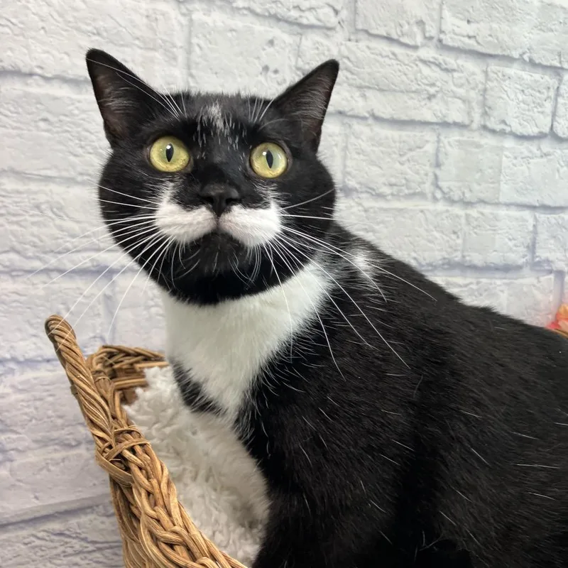 An adult large-sized female Black Domestic Short Hair cat named Princess Buttercup for adoption in Harrisonburg, VA