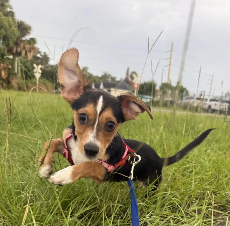 A baby small-sized male Jack Russell Terrier dog named Flint FH for adoption in Sanford, FL