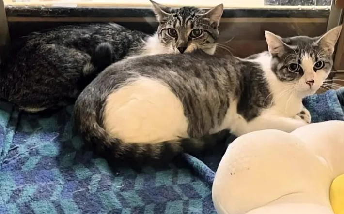 A young medium-sized female Gray & White Domestic Short Hair cat named Svetlana for adoption in Pearland, TX