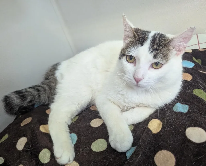 A baby small-sized male Domestic Short Hair cat named Caleb for adoption in Fremont, OH