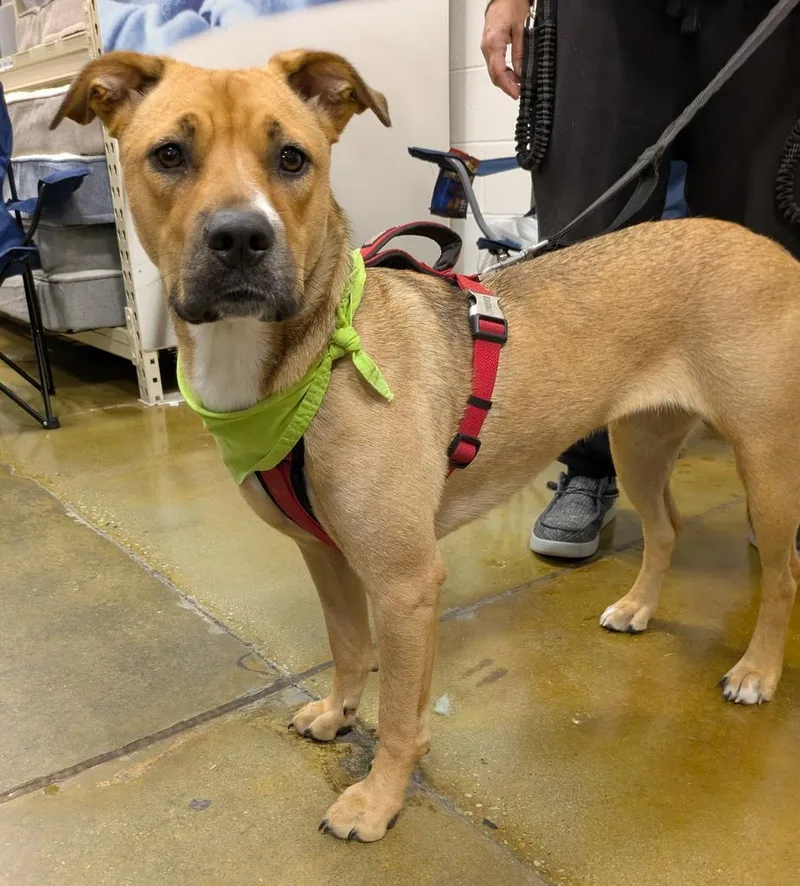 A young small-sized female Mixed Breed dog named Baguette for adoption in Florence, SC