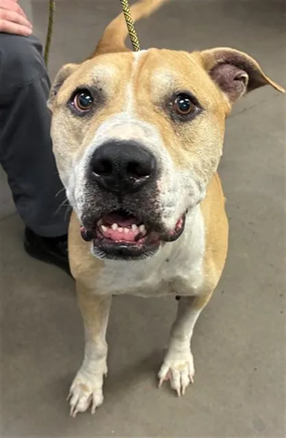 An adult large-sized male Pit Bull Terrier dog named Louie for adoption in Phoenix, AZ
