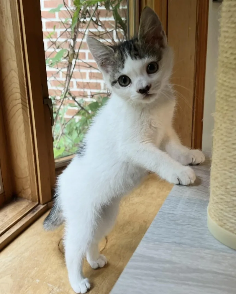 A baby medium-sized female White Domestic Short Hair cat named Melody for adoption in Breinigsville, PA