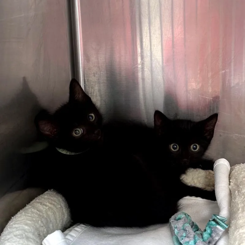 A baby small-sized female Black Domestic Short Hair cat named Hannah for adoption in Newark, NJ