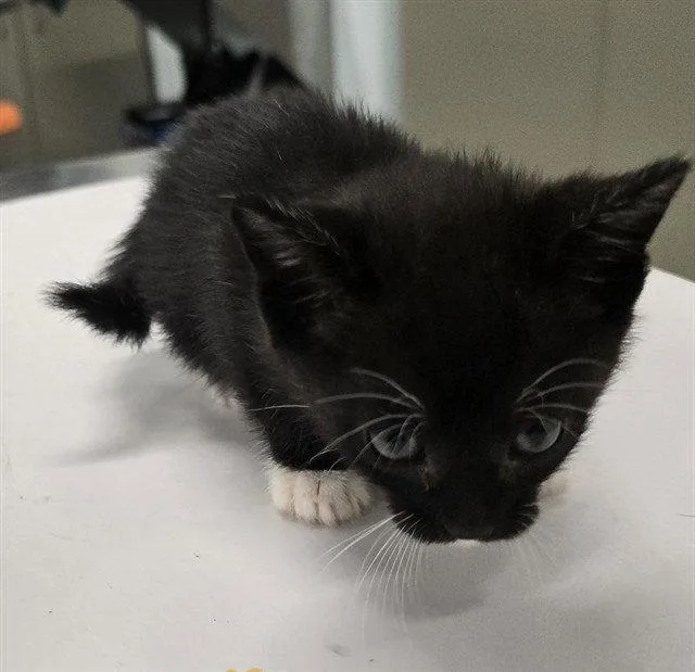 A baby small-sized female Black Domestic Short Hair cat named Oreo for adoption in Tavares, FL