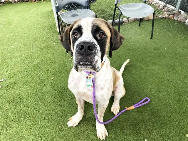 A young large-sized male Saint Bernard dog named Max for adoption in Phoenix, AZ