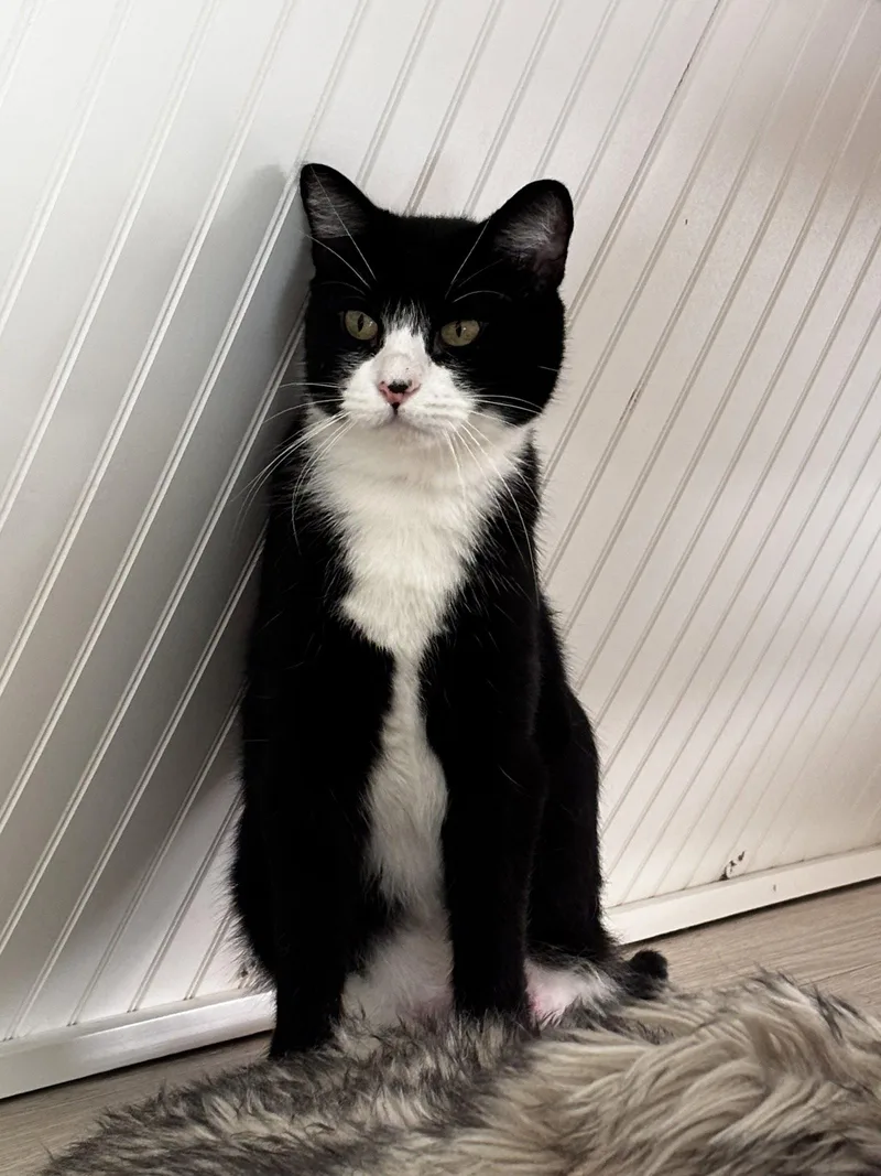 An adult medium-sized female Domestic Short Hair cat named Mylo for adoption in Buford, GA