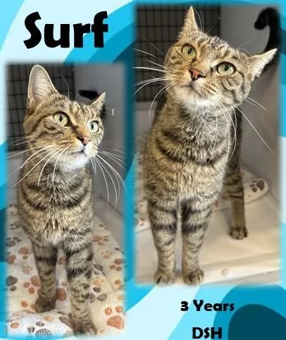 An adult medium-sized female Tabby (Brown / Chocolate) Domestic Short Hair cat named Surf for adoption in Franklin, IN