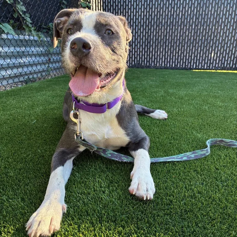A young medium-sized male Gray / Blue / Silver Mixed Breed dog named Peter for adoption in Pittsburgh, PA
