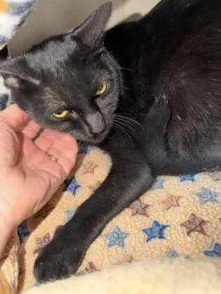 An adult medium-sized female Black & White / Tuxedo Domestic Short Hair cat named Onyx for adoption in Salem, NH